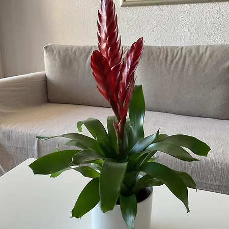 Apartamento La Nogalera Adresse Mythique